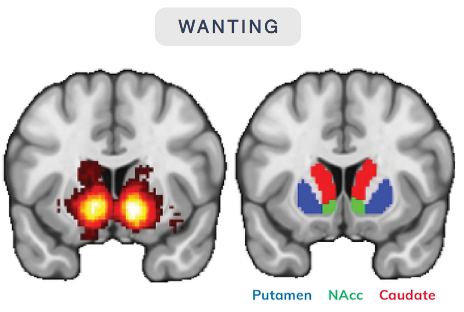 Brain regions involved in wanting